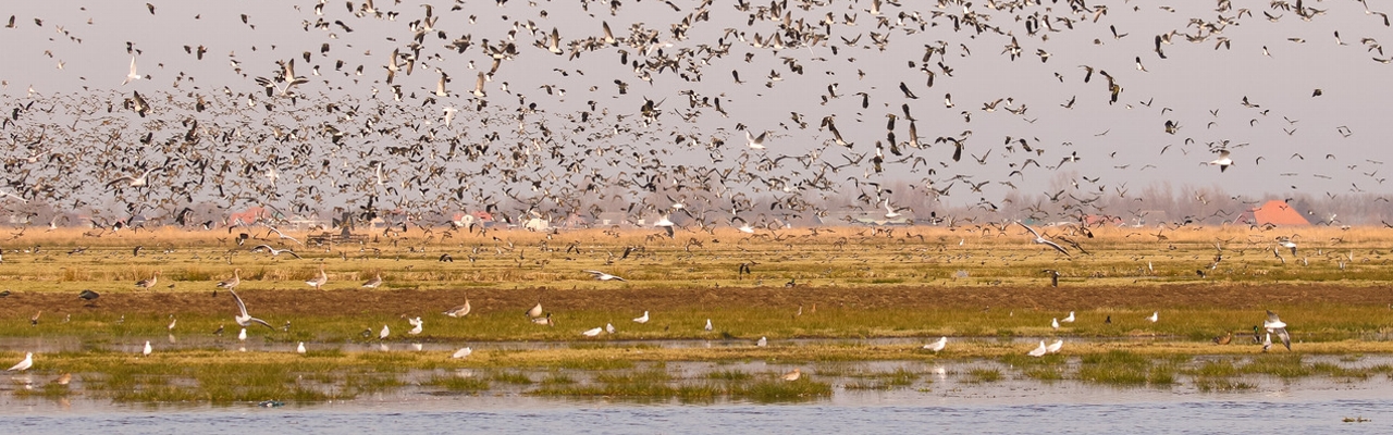 banner vogels feb2023