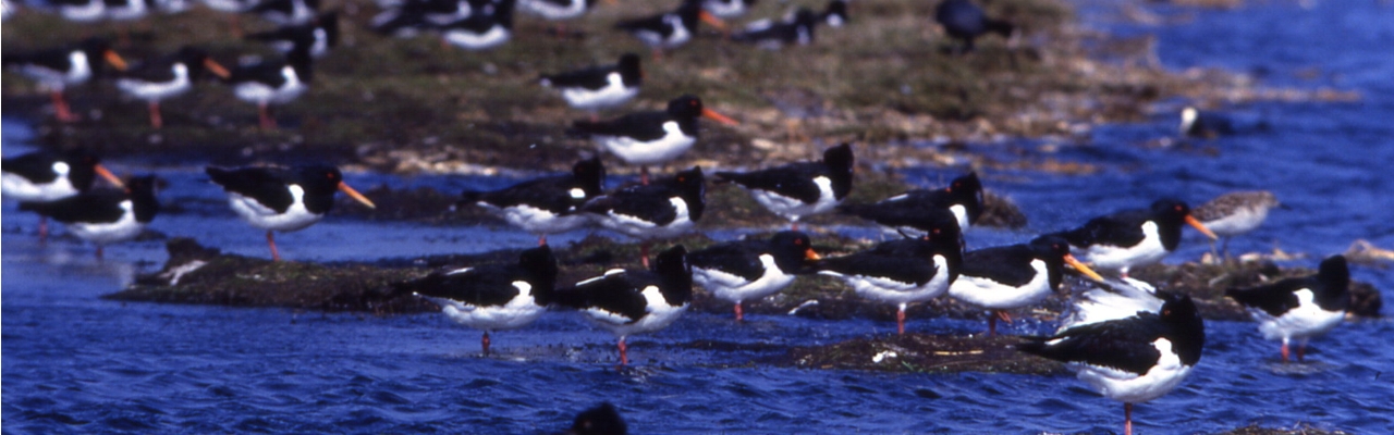 banner 1 little big4