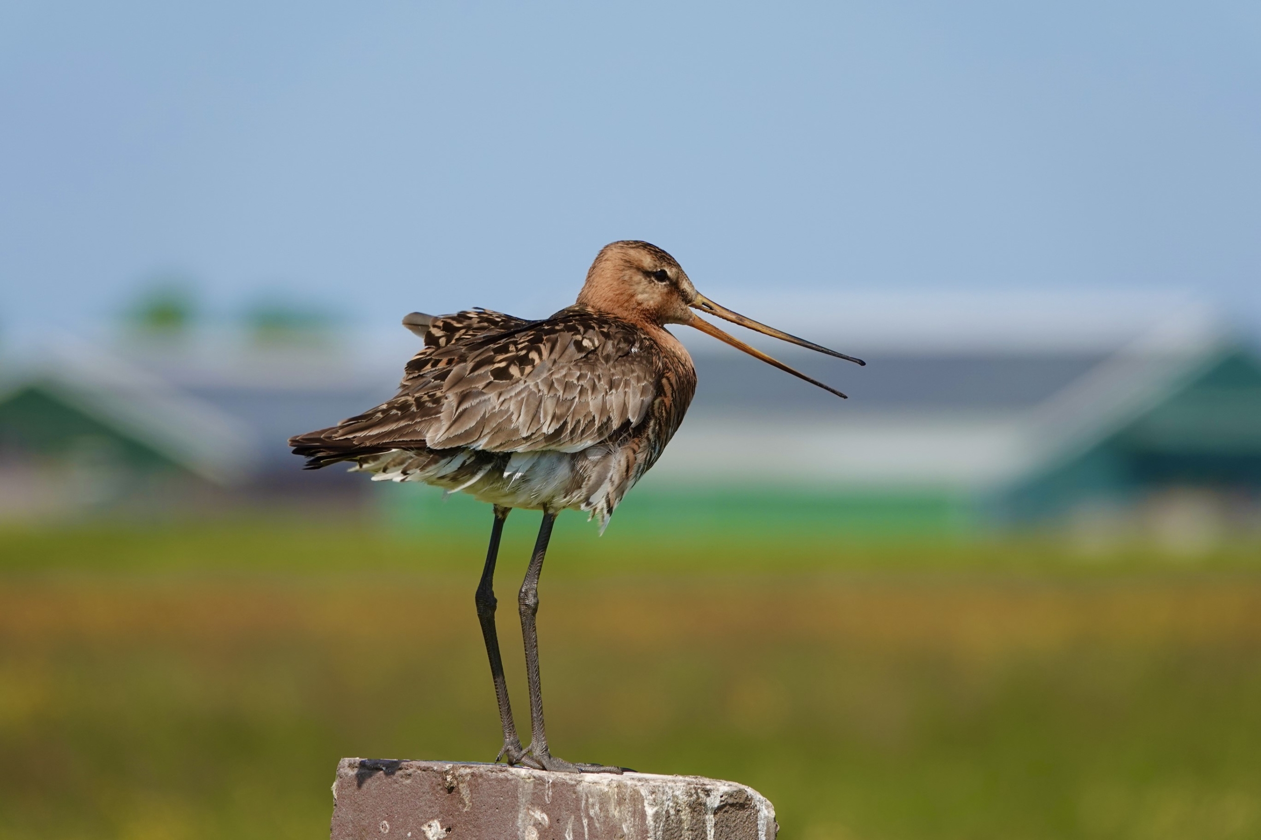 Gerda Bekker Visser 2